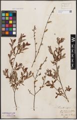 Foto von Salix aurita L. x Salix repens L.